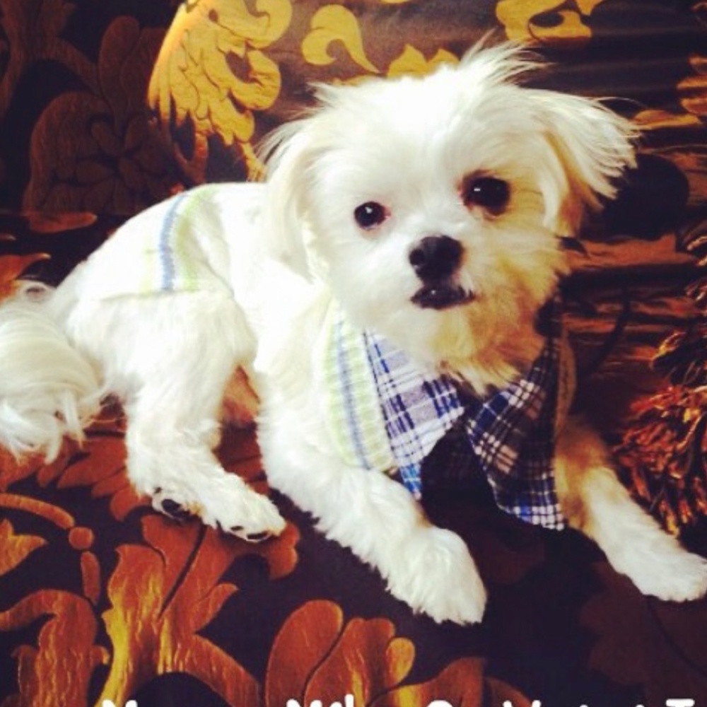 Cardigan with shirt collar worn to model only